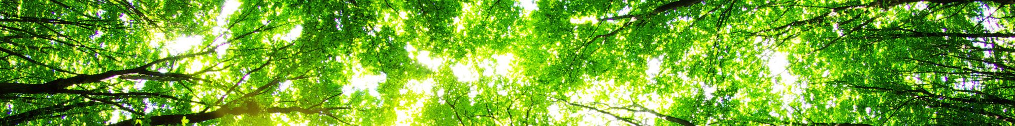 View of the sky from within forest